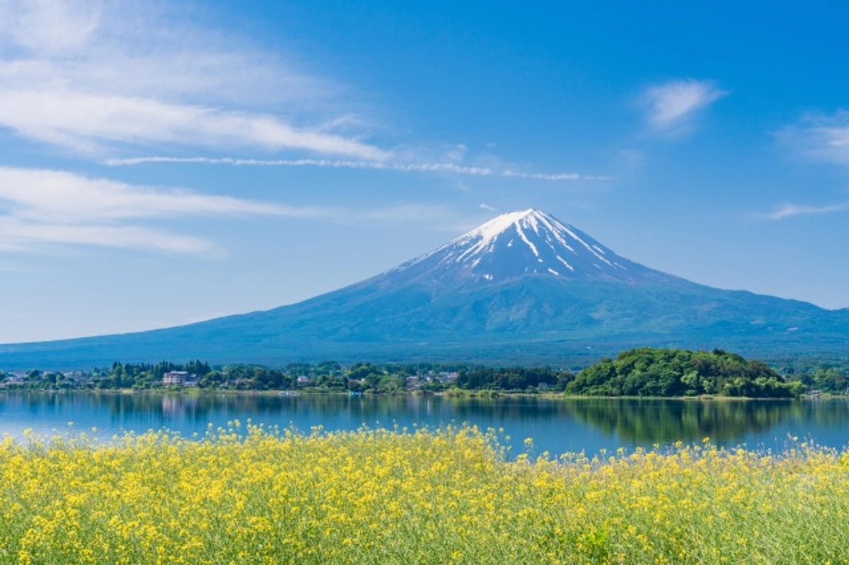 （山梨県）菜の花と富士山