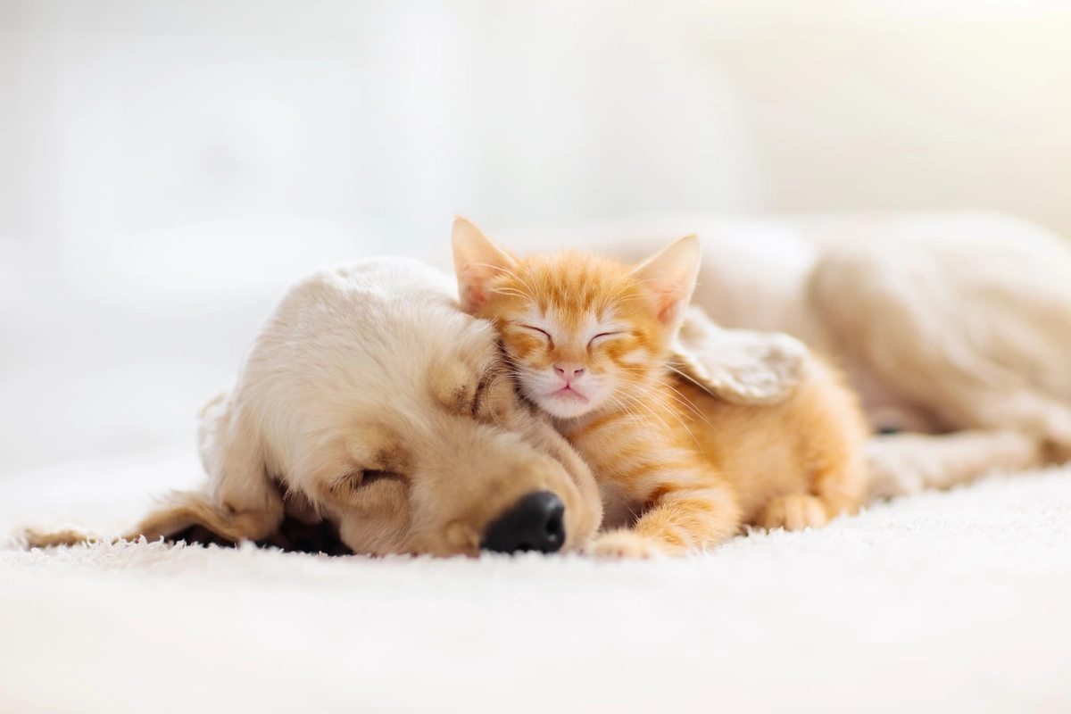 眠る犬と猫